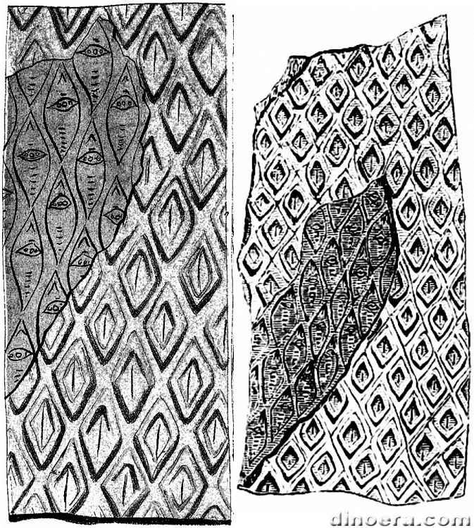 Lepidodendron diplotegioides 01-02 cc