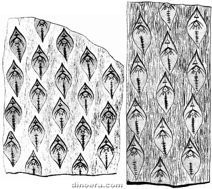 Lepidodendron distans 01-02 cc