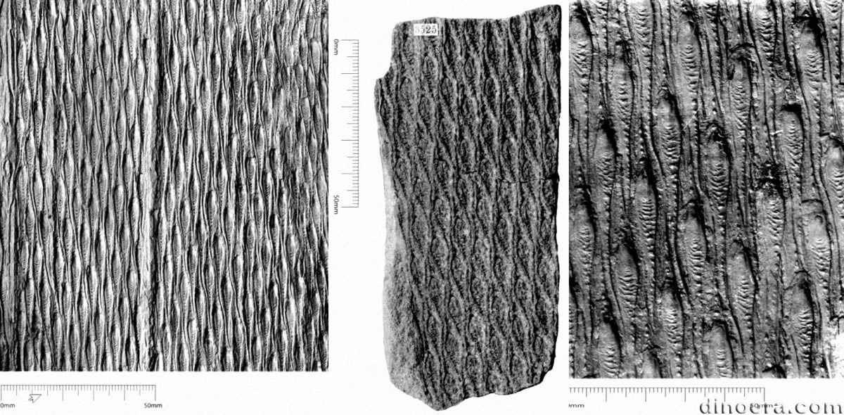 Lepidodendron ellipticum 01-02-03 cc