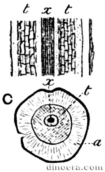 Lepidodendron esnostense 01 cc