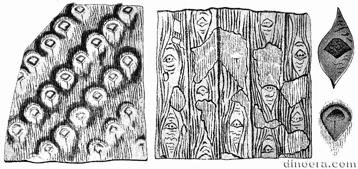 Lepidodendron formulatum 01 cc