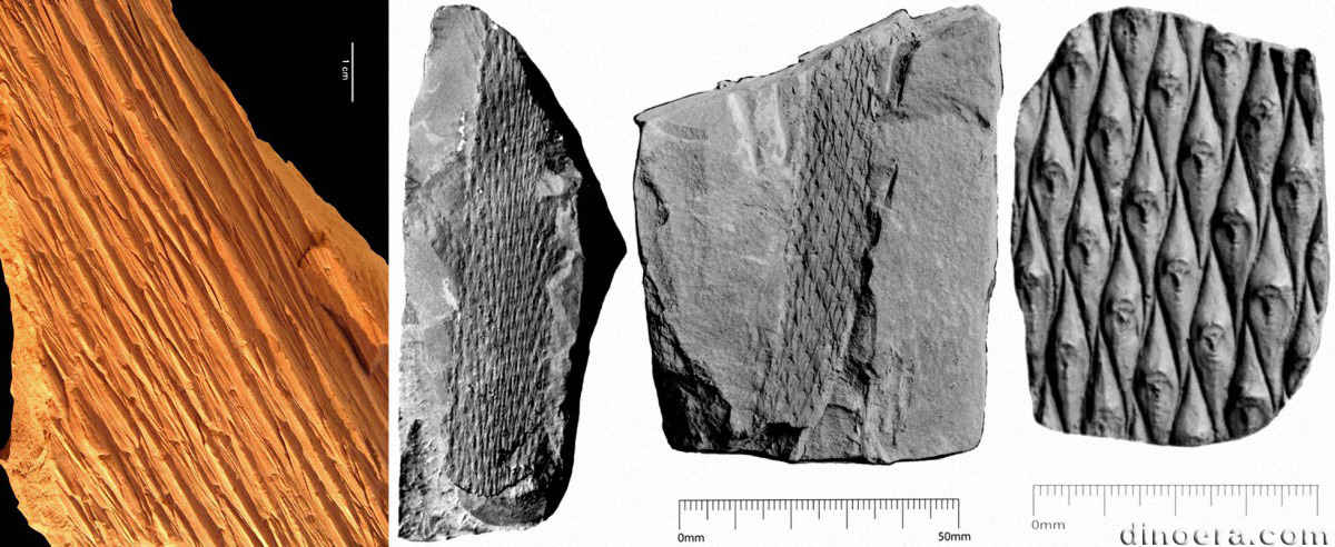 Lepidodendron fusiforme 01-02-03-05 cc