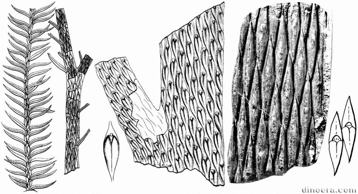 Lepidodendron fusiforme (lanceolatum) 01-02-04 cc