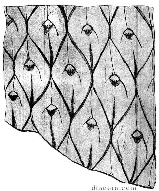 Lepidodendron giganteum 01 cc