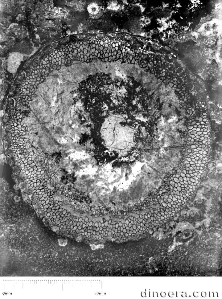 Lepidodendron harcourti 01 cc