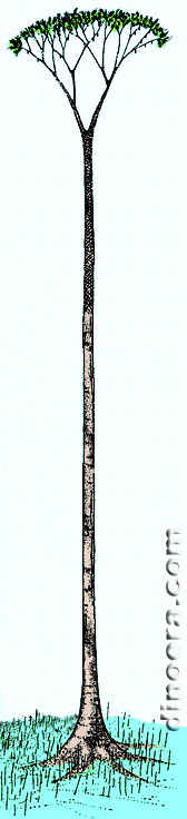 Lepidodendron hickii 01 cc