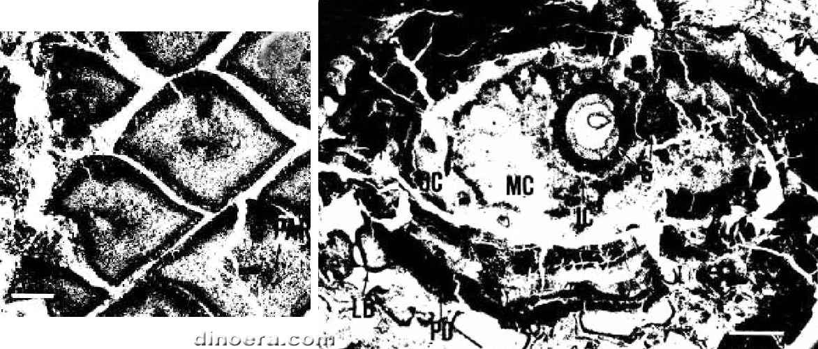 Lepidodendron hickii 02-03 cc
