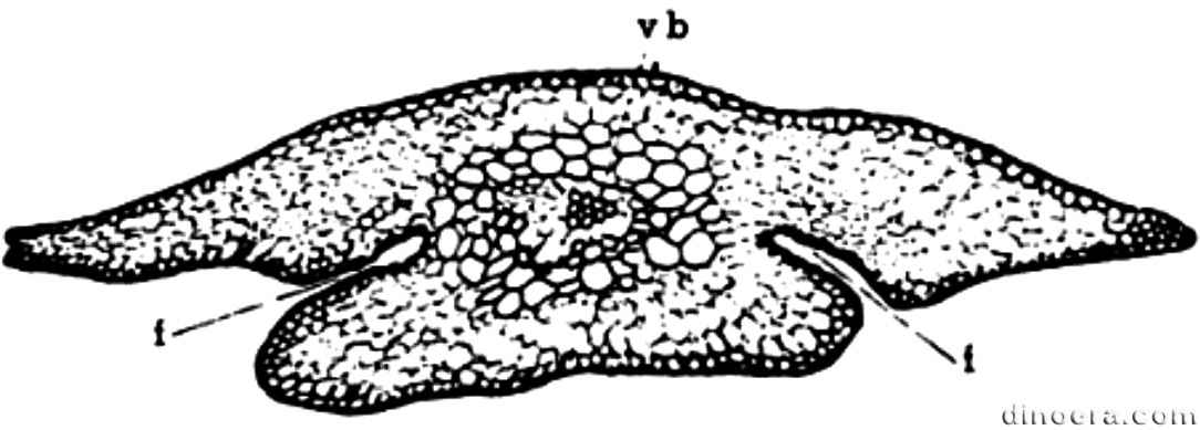 Lepidodendron hickii 04 cc