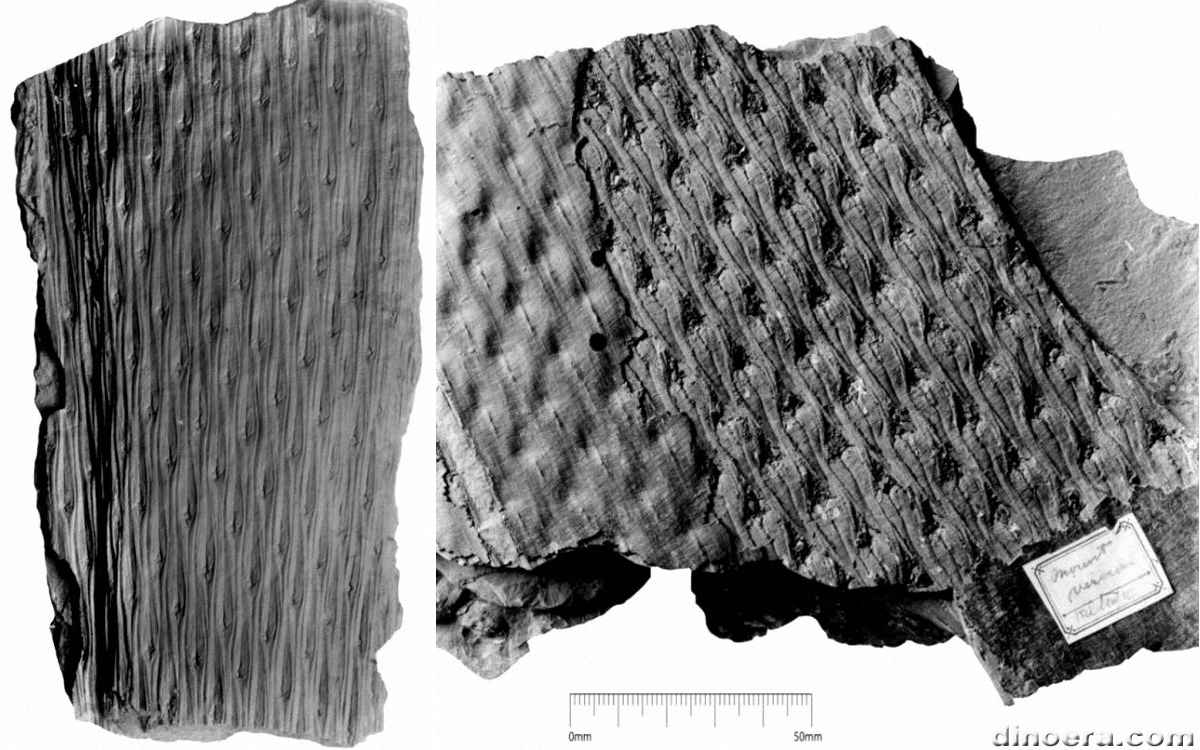 Lepidodendron jaraczewski 01-02 cc