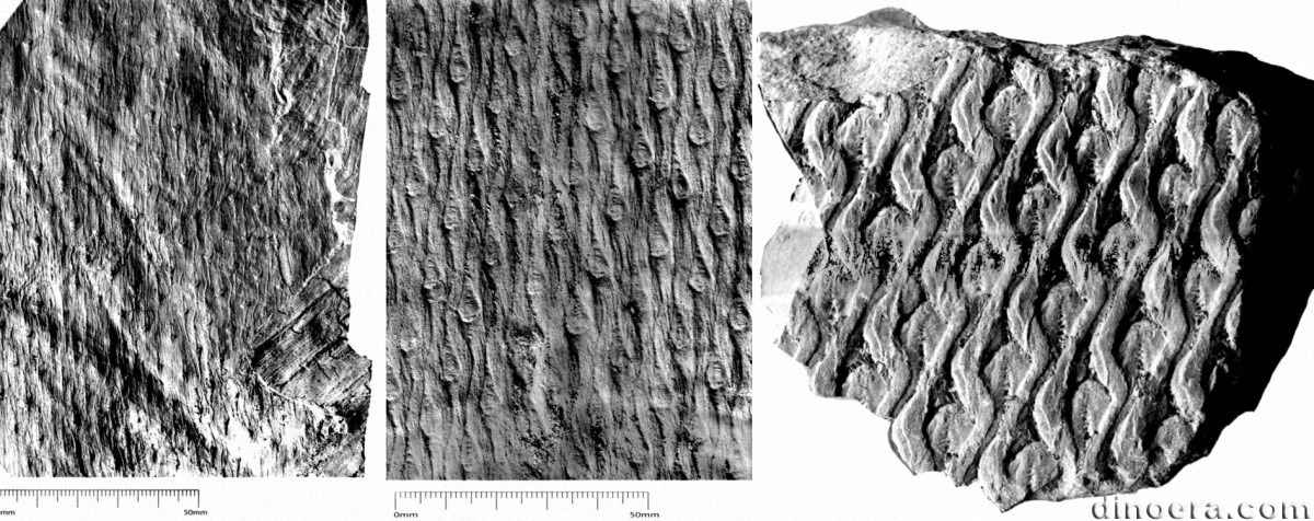 Lepidodendron jaschei 01-02-03 cc