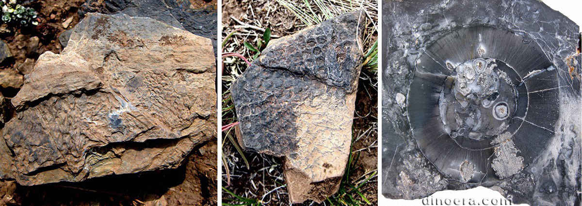 Lepidodendron johnsonii 01-02-03 cc