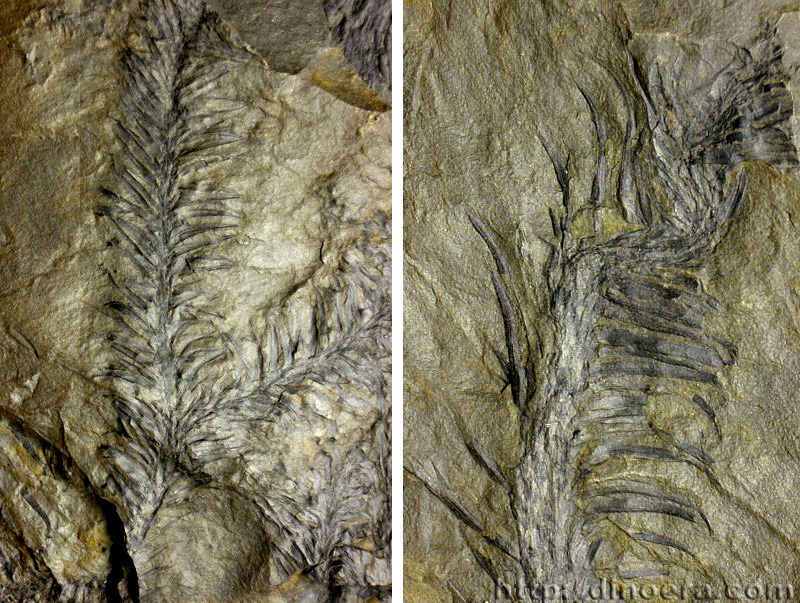 Lepidodendron leaves