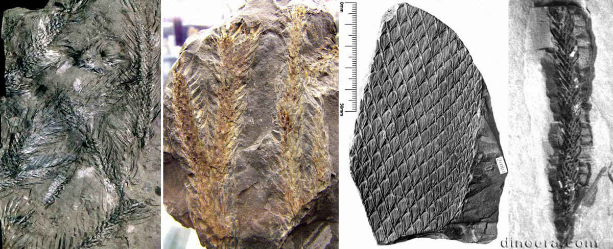 Lepidodendron lycopodioides 01-02-03-11 cc