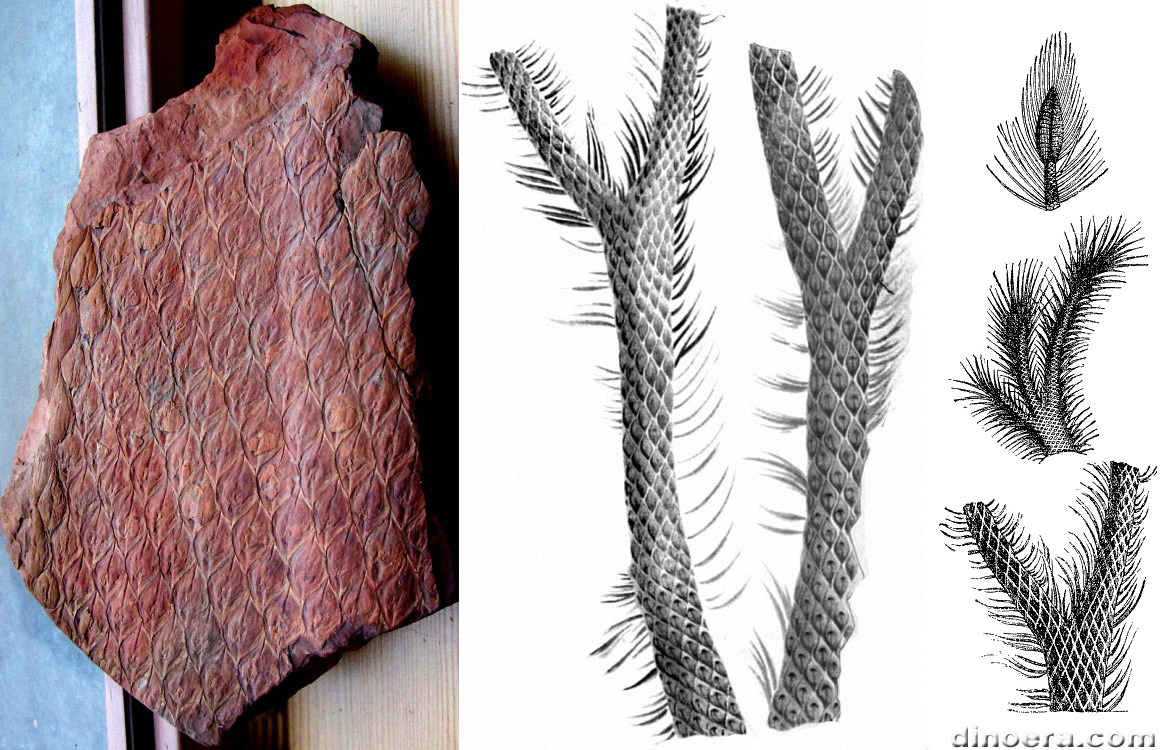 Lepidodendron lycopodioides 06-15-16 cc