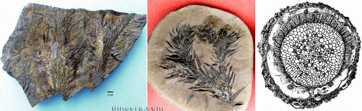 Lepidodendron lycopodioides (selaginoides) 01-05-14 cc