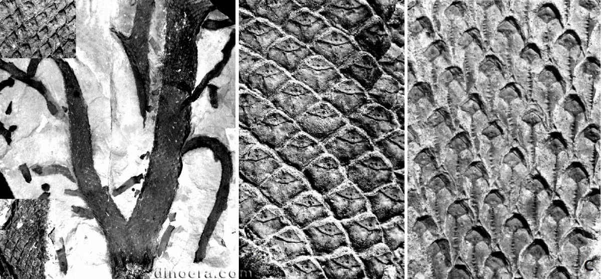 Lepidodendron mannebachense 05-18-20 cc