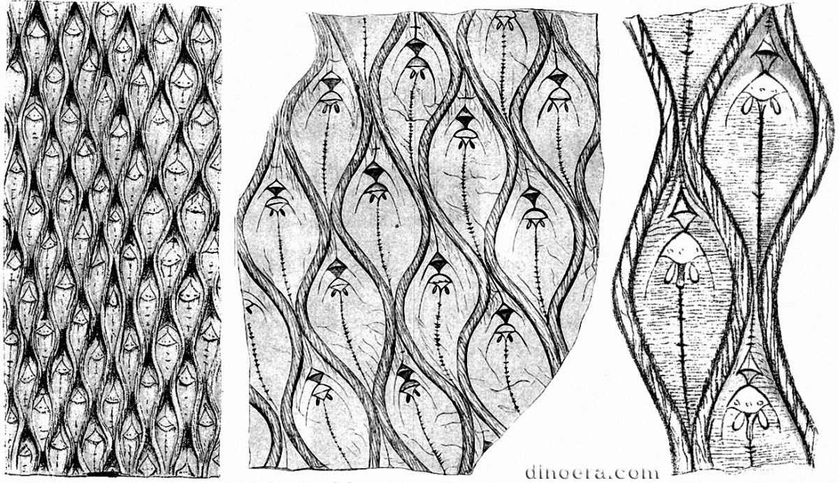 Lepidodendron modulatum 01-02-03 cc