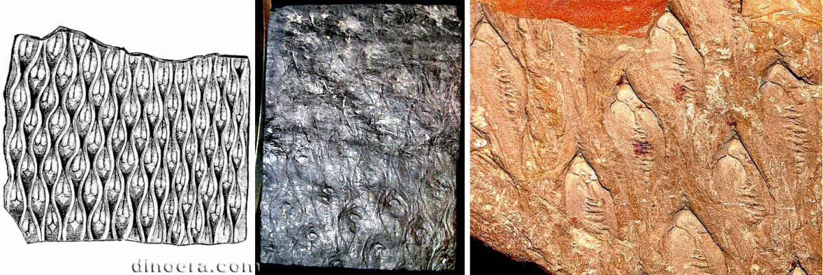 Lepidodendron modulatum 04-06-07 cc