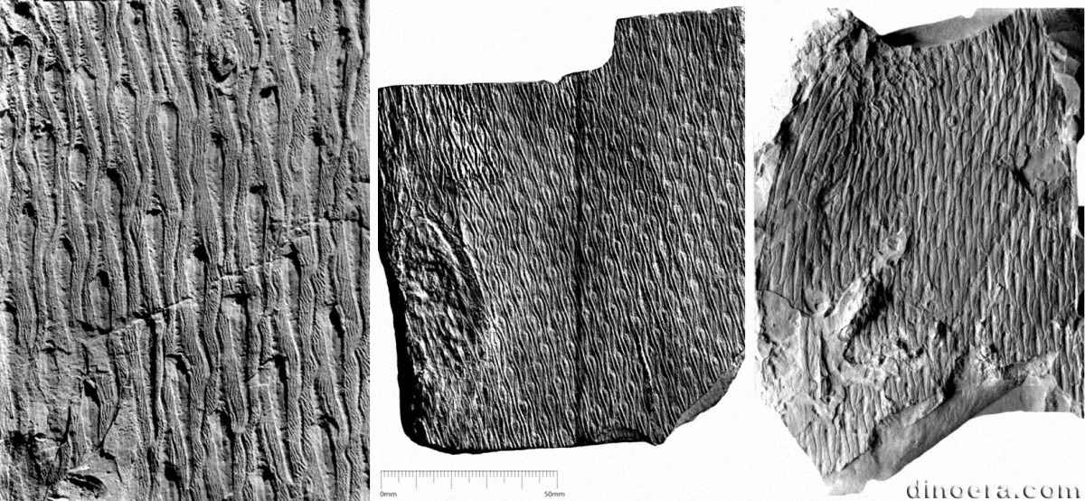 Lepidodendron nathorsti 03-04-06 cc