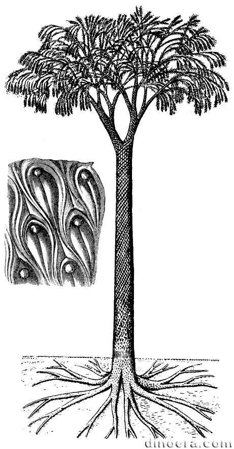 Lepidodendron obovatum 01 cc