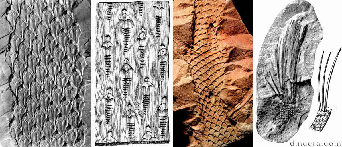 Lepidodendron obovatum 03-04-05-06 cc