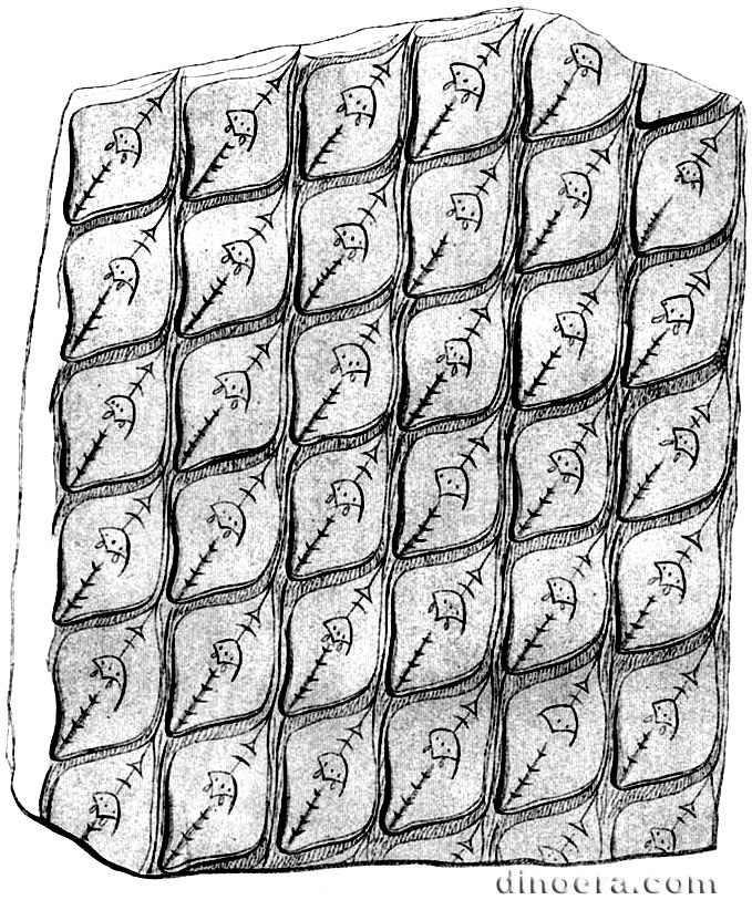 Lepidodendron obtusum 01 cc