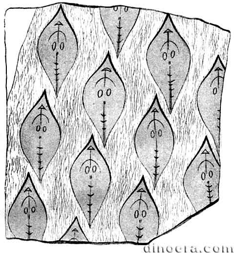 Lepidodendron oculatum 01 cc