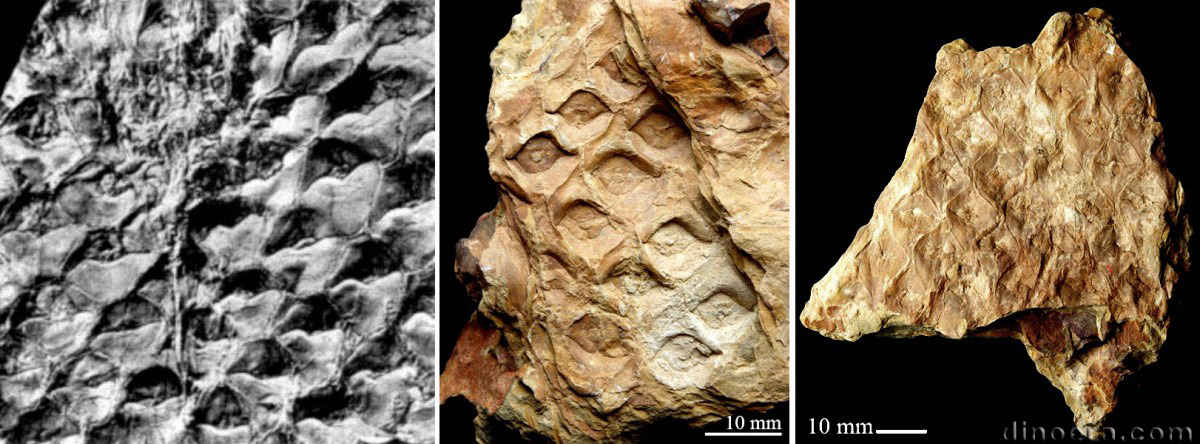 Lepidodendron oculus-felis 01-02-05 cc