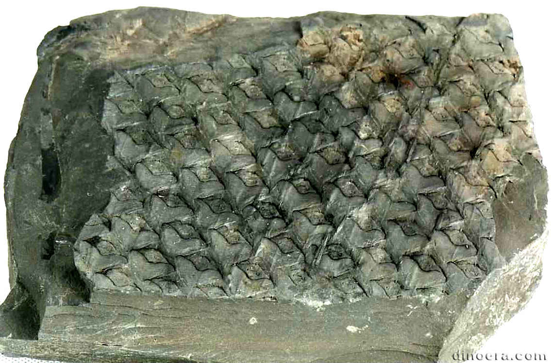 Lepidodendron oculus-felis 06 cc