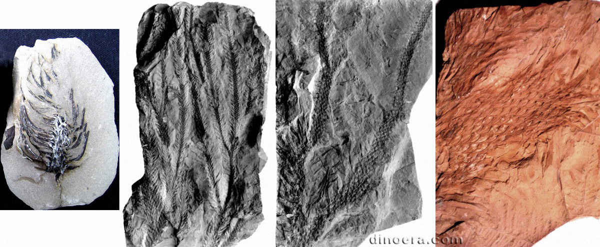 Lepidodendron ophiurus 01-02-04-05 cc