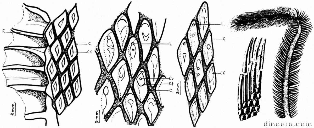 Lepidodendron ophiurus 03-08-09-10 cc