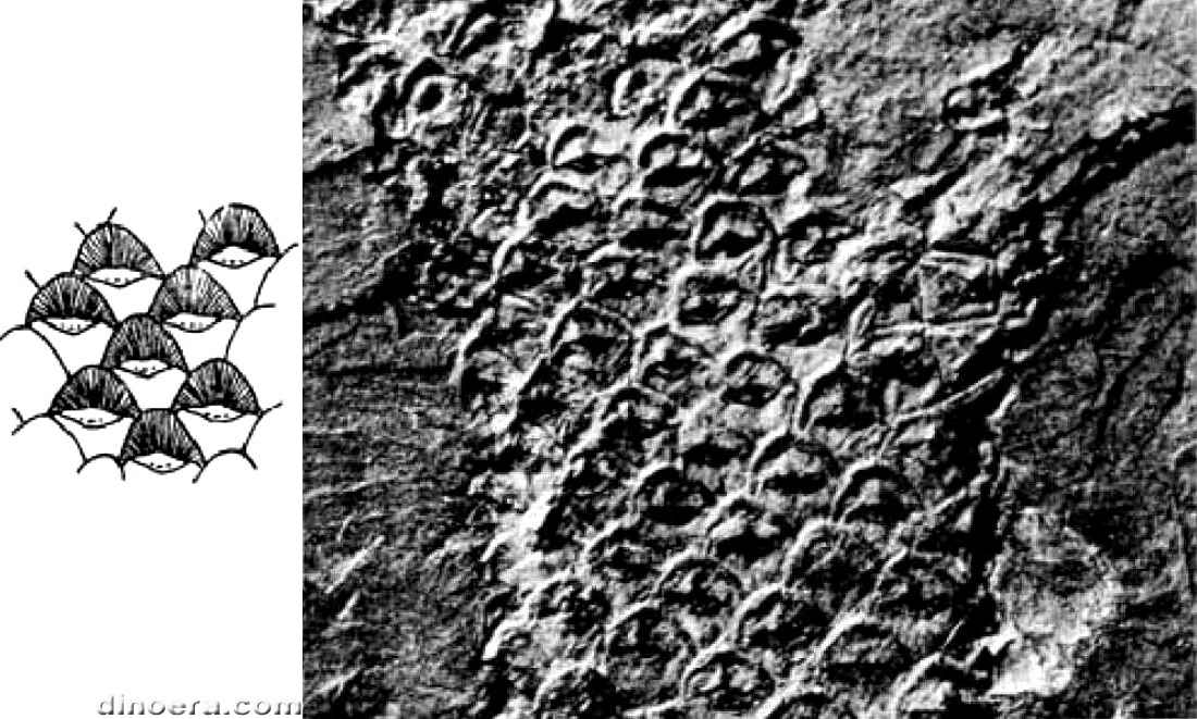 Lepidodendron peachii 01-02 cc