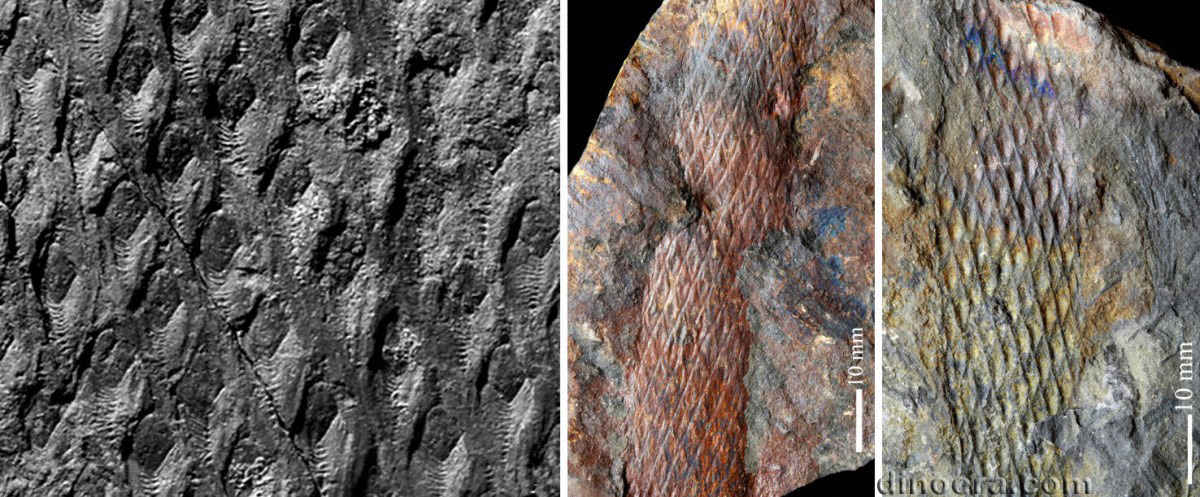 Lepidodendron posthumii 03-04-05 cc