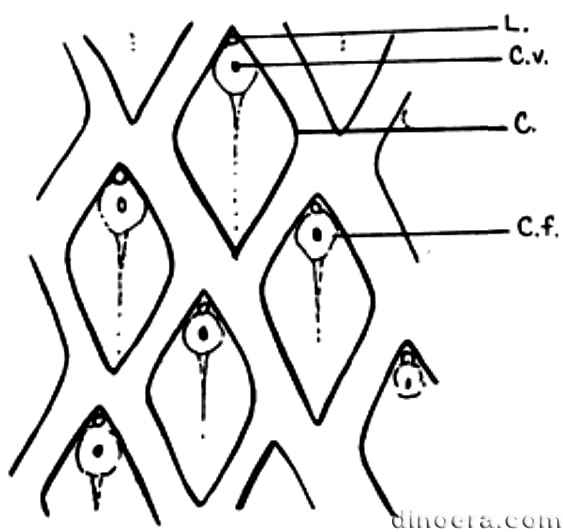 Lepidodendron quadrangulare 01 cc