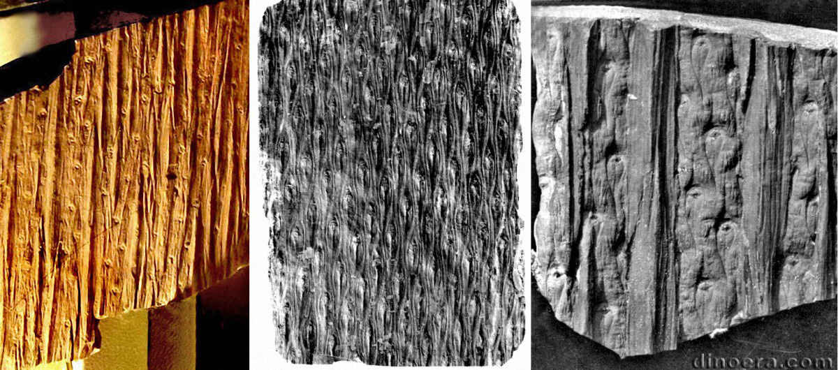 Lepidodendron rimosum 02-04-08 cc