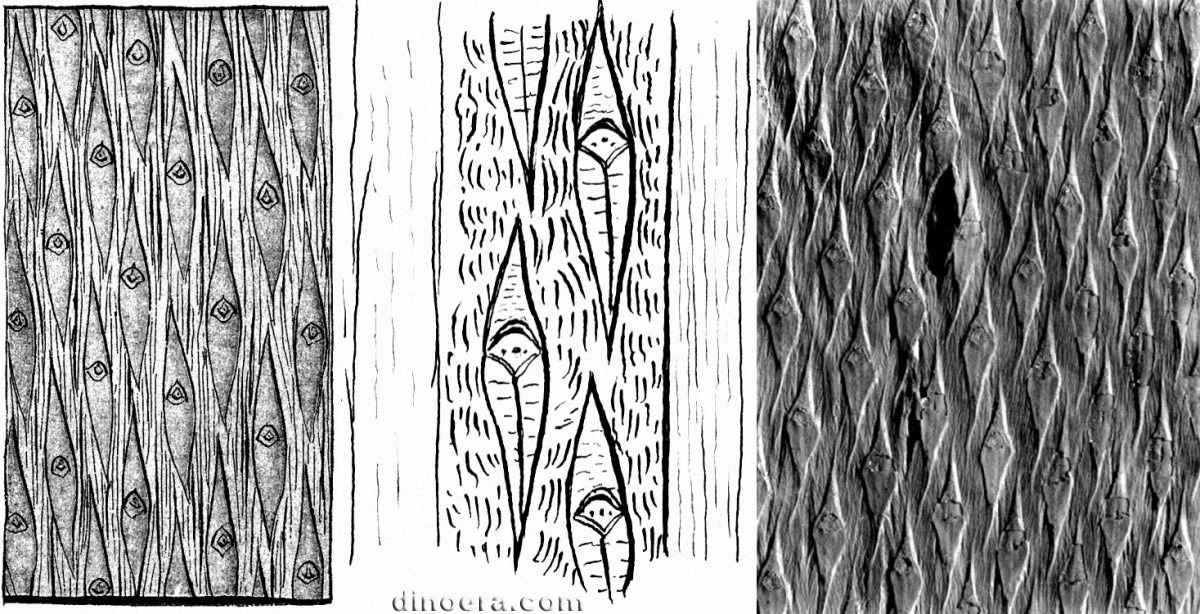 Lepidodendron rimosum 03-05-09 cc