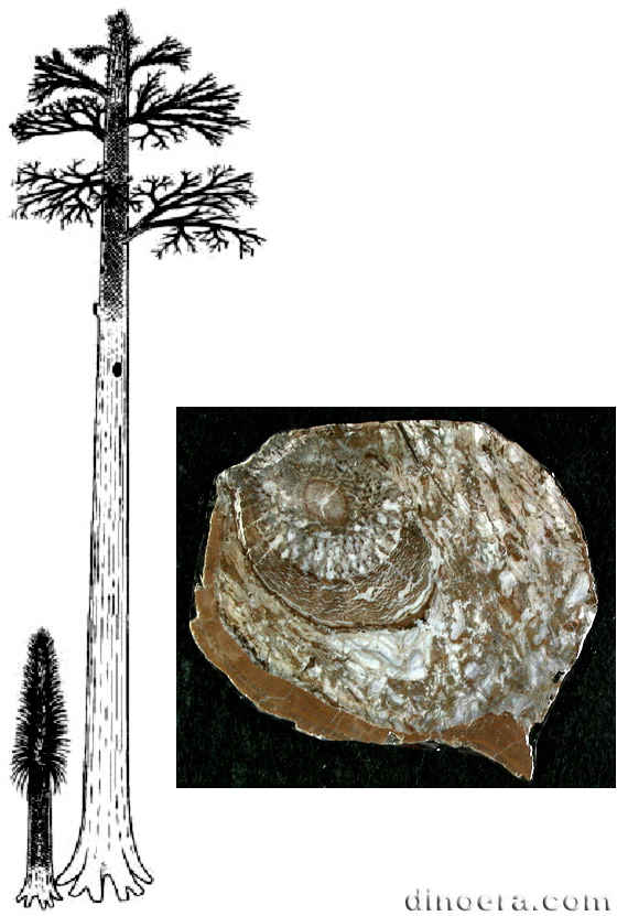 Lepidodendron scleroticum 01-02 cc