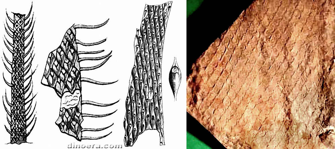 Lepidodendron scutatum 01-02-03 cc