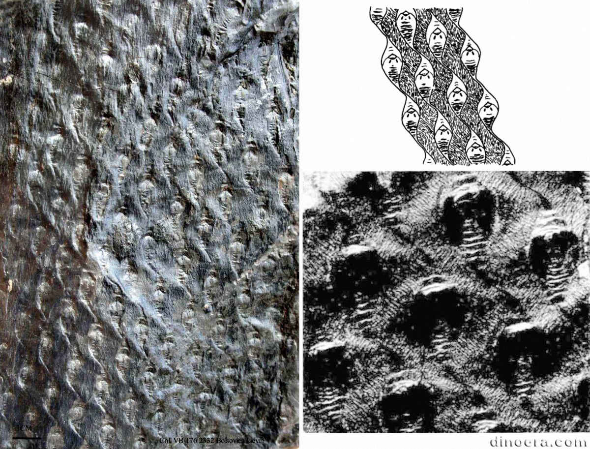 Lepidodendron serpentigerum 01-02-03 cc