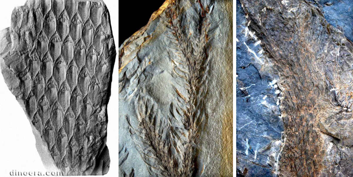 Lepidodendron simile 02-05-07 cc