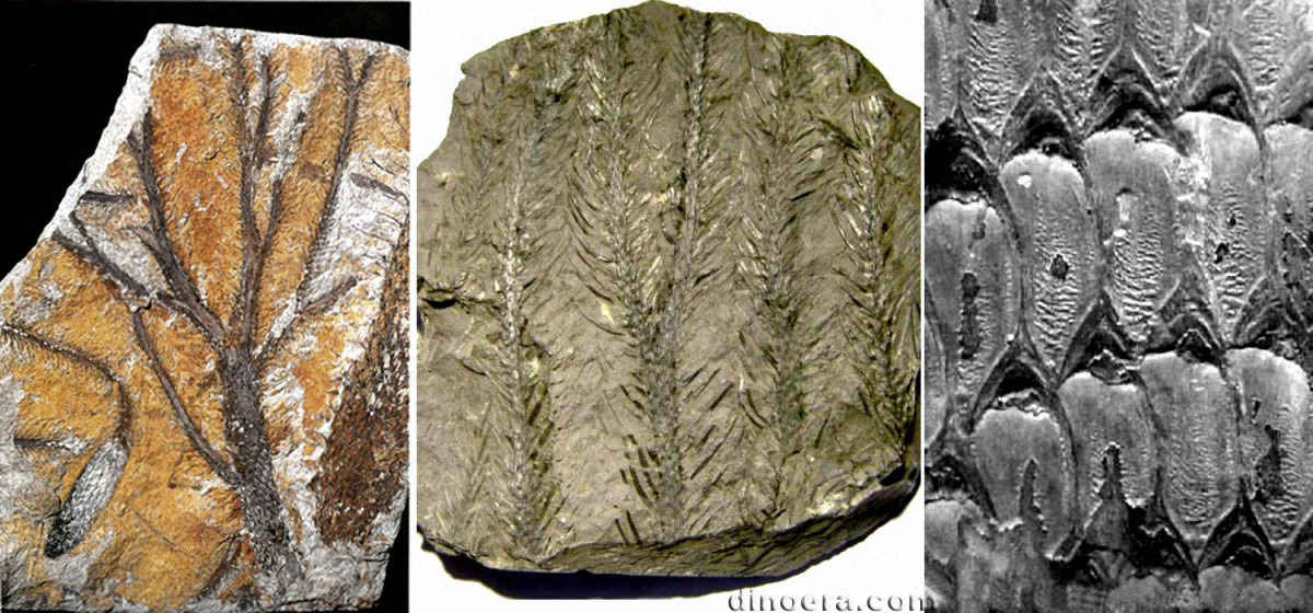 Lepidodendron simile 09-11-12 cc