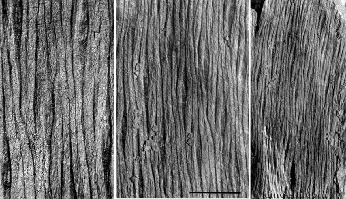 Lepidodendron timsuwanii 01-02-03 cc