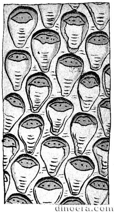 Lepidodendron turbinatum 01 cc