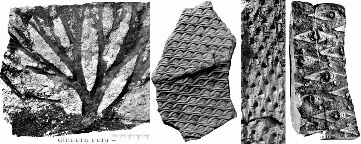 Lepidodendron veltheimi 01-07-09-13 cc