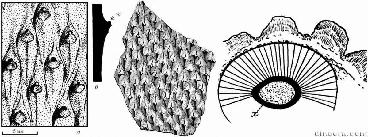 Lepidodendron veltheimi 02-08-14 cc