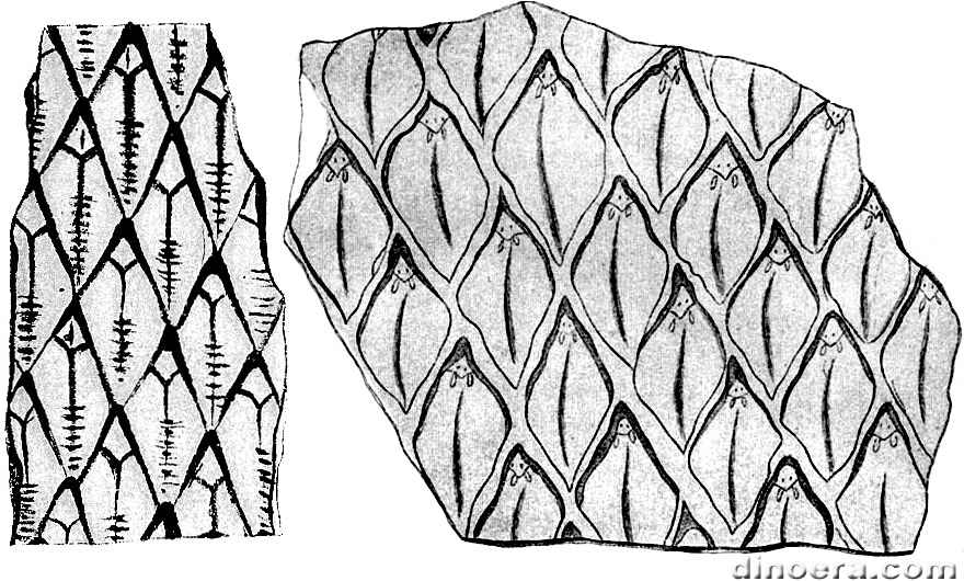 Lepidodendron vestitum 01-02 cc