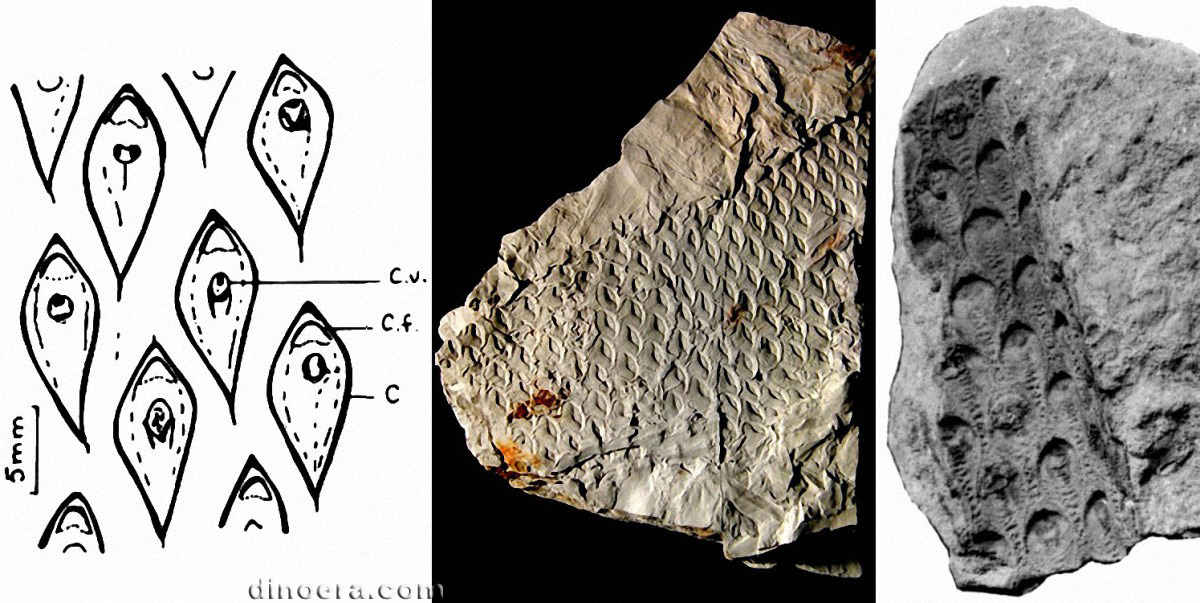 Lepidodendron volkmannianum 02-06-10 cc