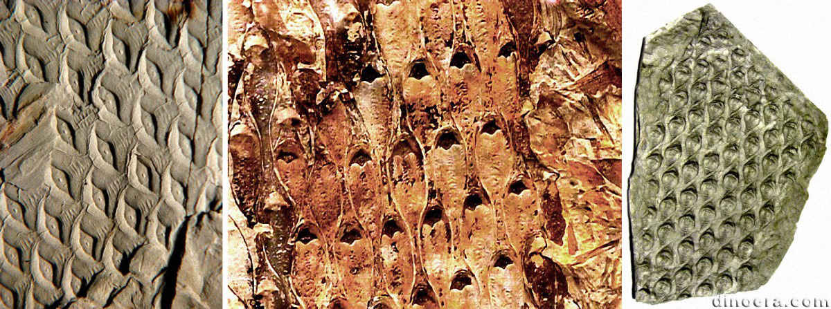 Lepidodendron volkmannianum 07-08-09 cc