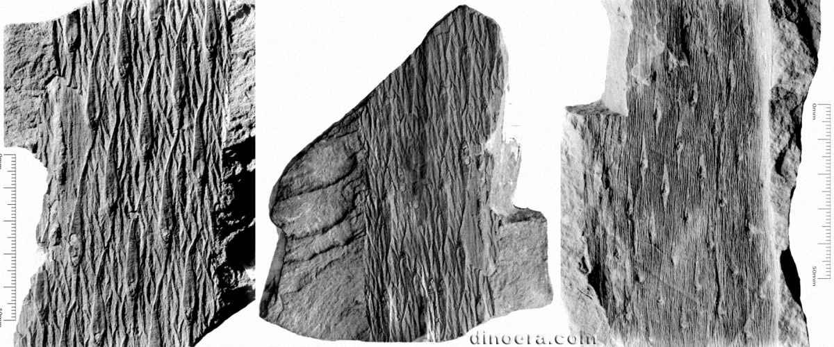 Lepidodendron wedekindi 02-04-05 cc