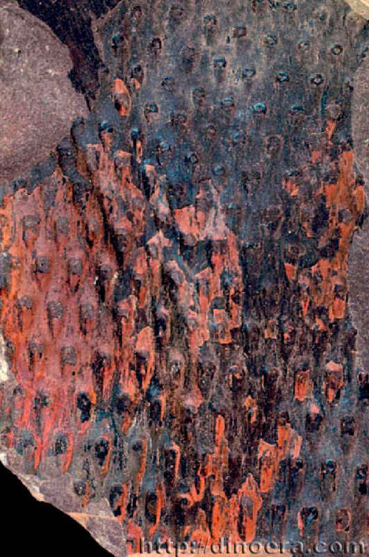 Lepidodendropsis 02 cc